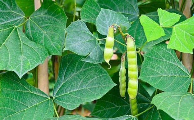 Bộ Y tế đề nghị Sở Y tế Ninh Bình điều tra, xử lý vụ nghi ngờ ngộ độc thực phẩm