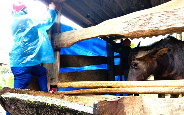 Nghệ An yêu cầu các địa phương chủ động phòng chống đói, rét cho đàn vật nuôi